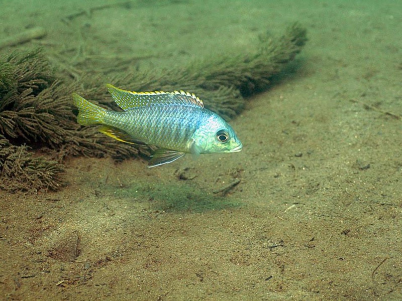 Mylochromis sphaerodon 'Chiofu'